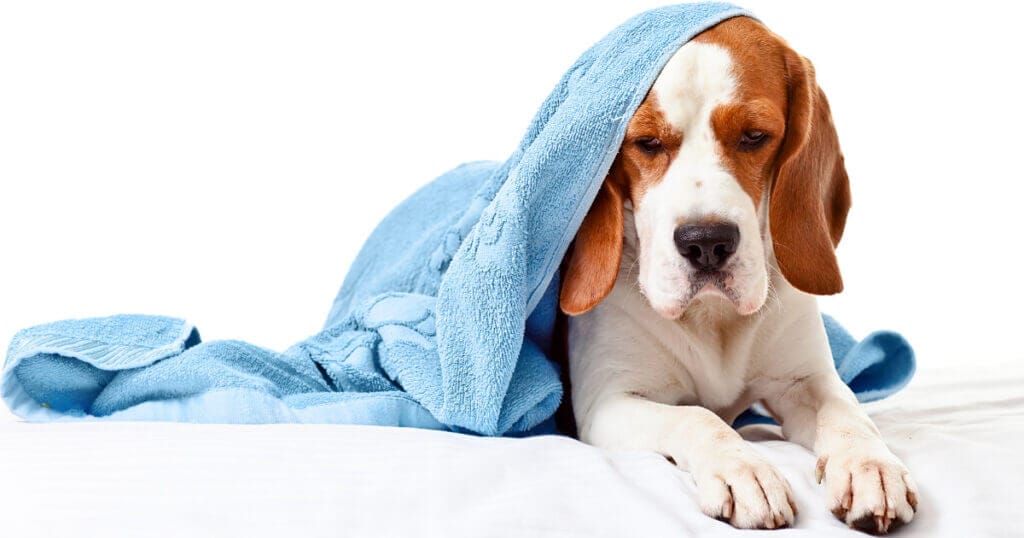 A dog is thinking: Can adding water to dry dog food cause diarrhea?