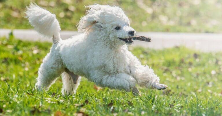Dog running and thinking about the best dog food for Poodles