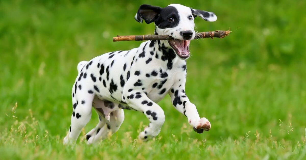 Dog running and thinking about the best dog food for Dalmatians