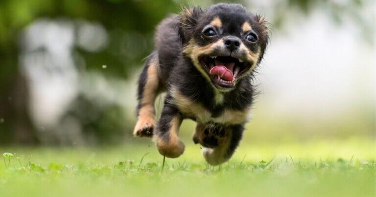 A puppy is running and thinking about peanut butter