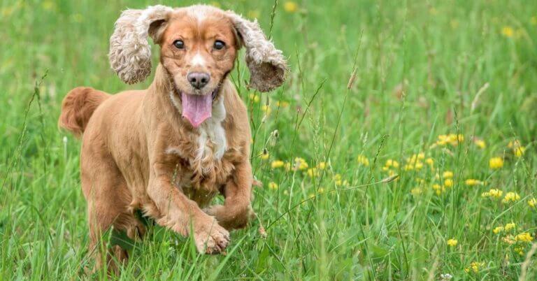 Dog running and thinking about best dog food for Cocker Spaniel