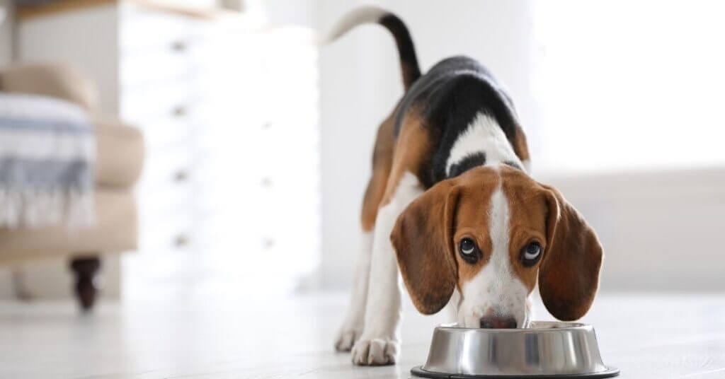 A dog is thinking what to put in dog food to stop eating poop