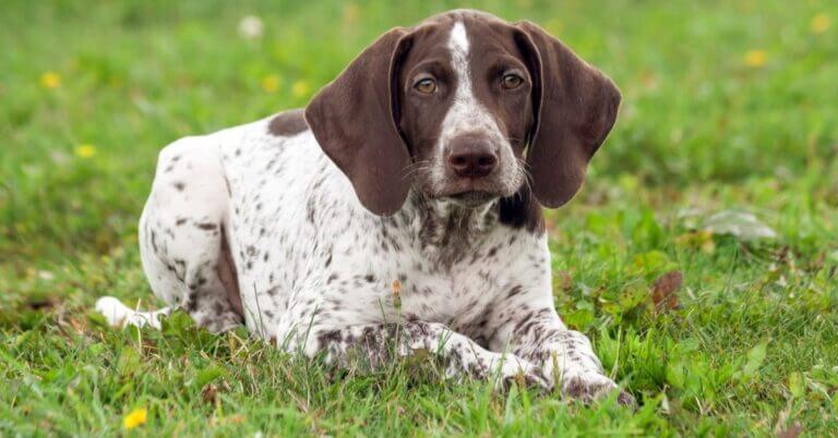 Dog looking at the best food for German Shorthaired Pointer