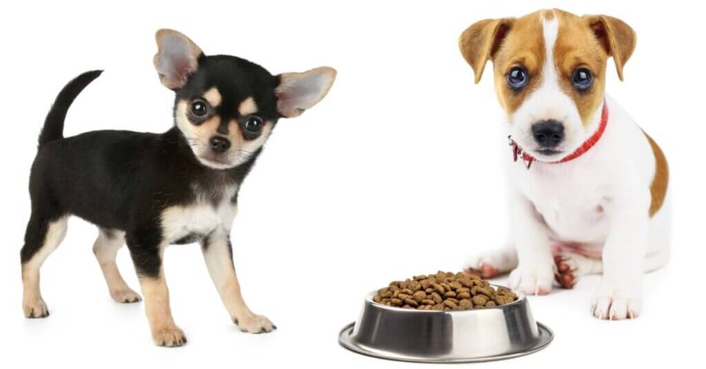 Two dogs are thinking: Why is my dog not eating his food but will eat treats?